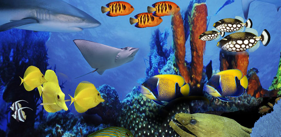 Aquarium Display